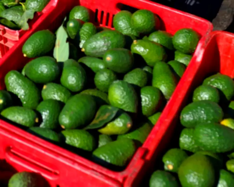 Iran Conflict and Energy Shock Accelerate Global Food Crisis Risks