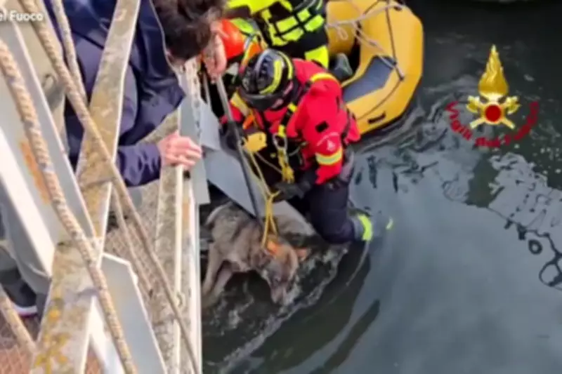 Italian Firefighters Rescue Wolf Trapped Under Bridge in Verona Canal