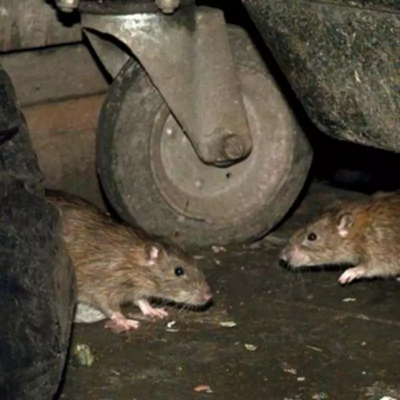 ITV Expert's 50p Test Reveals Rats Invading UK Homes Amid Plague Warnings