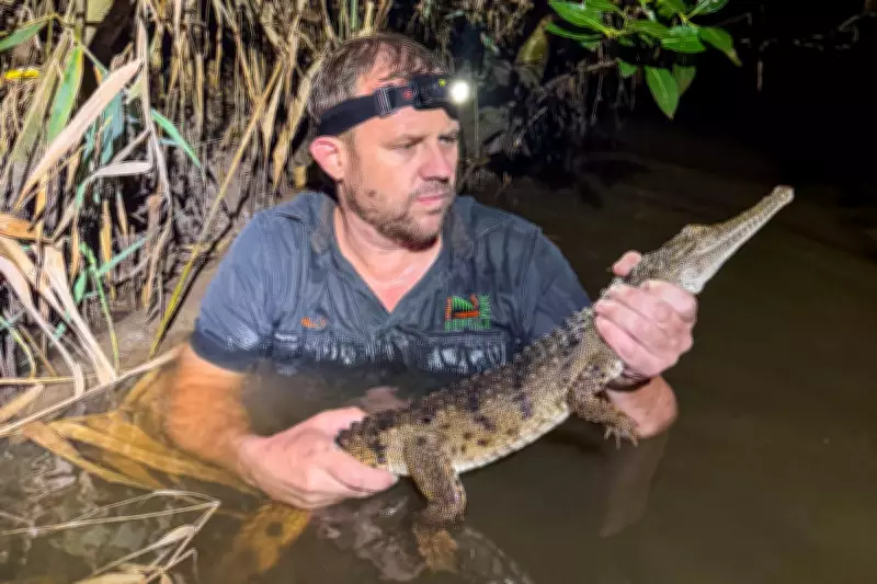 Juvenile Crocodile Captured in Australian Creek Far From Tropical Habitat