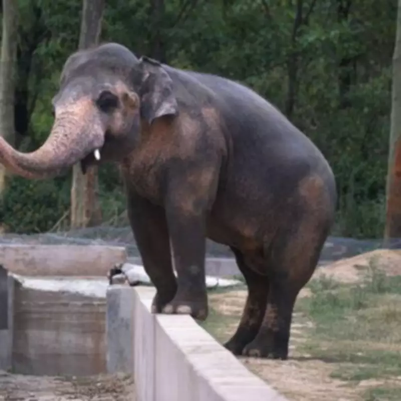 Kaavan the Elephant's 35-Year Ordeal Ends with Sanctuary Freedom