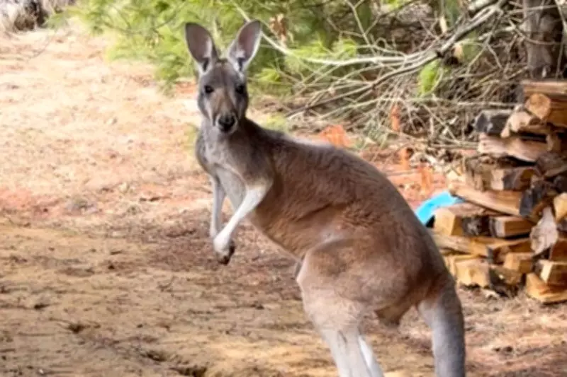 Kangaroo's Great Escape Ends After Three Days on the Lam in Wisconsin