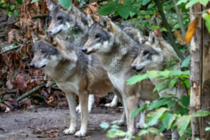 Kent Animal Park Forced to Euthanise Entire Wolf Pack After Fatal Infighting