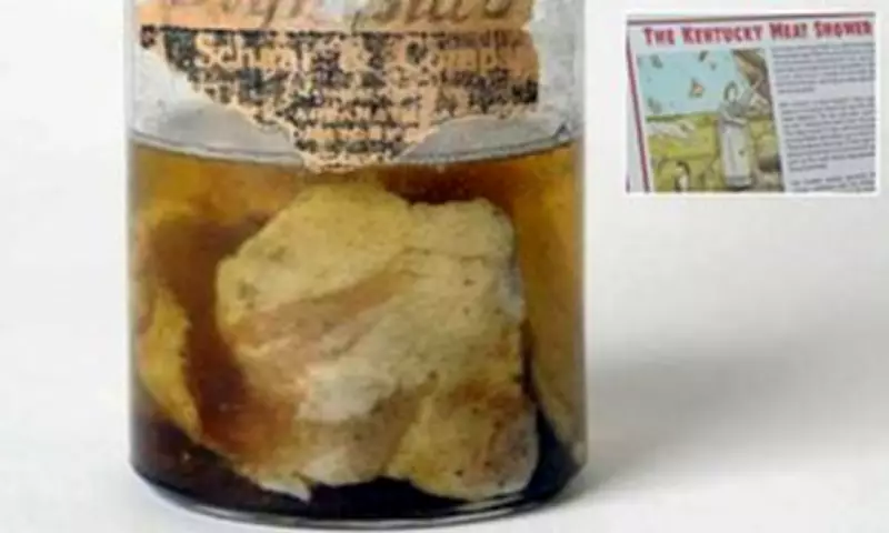 Kentucky's 1876 Meat Shower Mystery: Vulture Theory Explains Bizarre Event