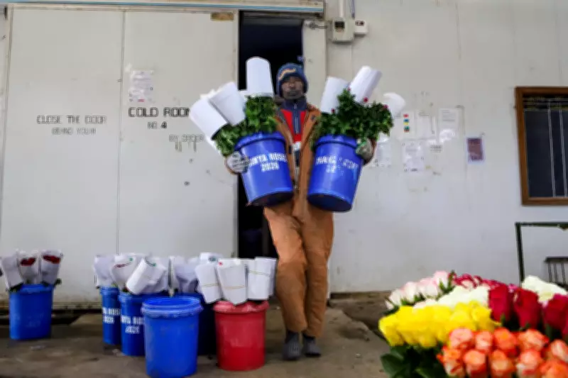Kenya's Flower Industry Suffers $1.4 Million Weekly Losses Amid Iran War Disruption