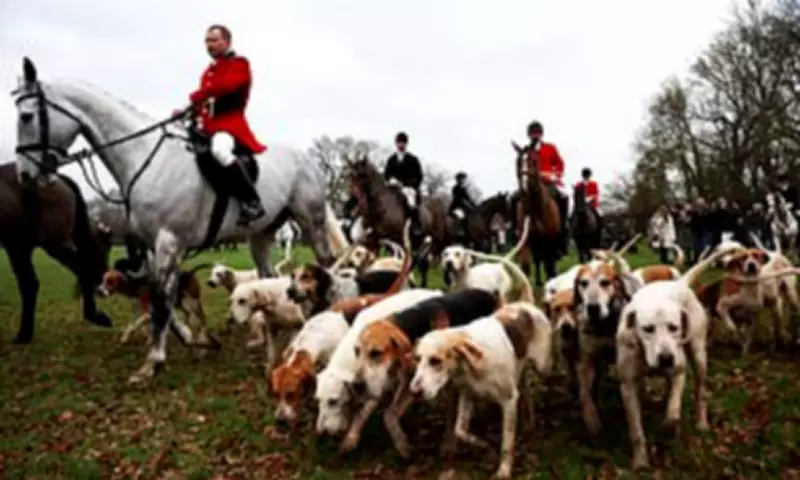 Labour's Trail Hunting Ban Sparks Rural Backlash Over Economy and Culture
