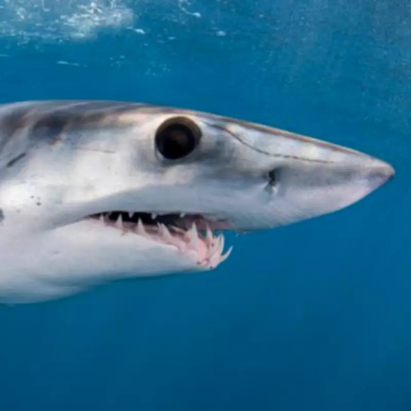 Large Mako Shark Spotted in Majorca Waters During Regatta Event