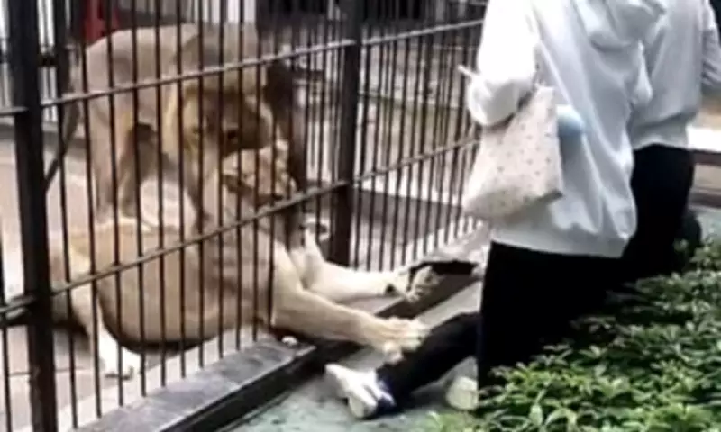 Lion Attack at Chinese Zoo: 10-Year-Old Girl Mauled During Feeding Experience