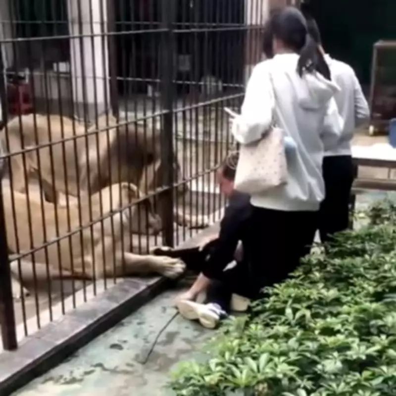 Lion Attack at Chinese Zoo: 10-Year-Old Girl Mauled While Feeding Big Cat