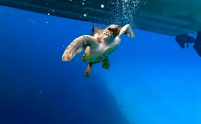 Loggerhead Turtle BB Released After Rehabilitation, Satellite Tagged in Climate Change Study