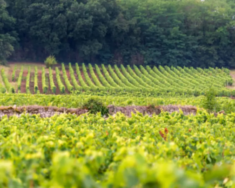 Loire Valley's Light Red Wines: A Healthy Spring Drinking Guide