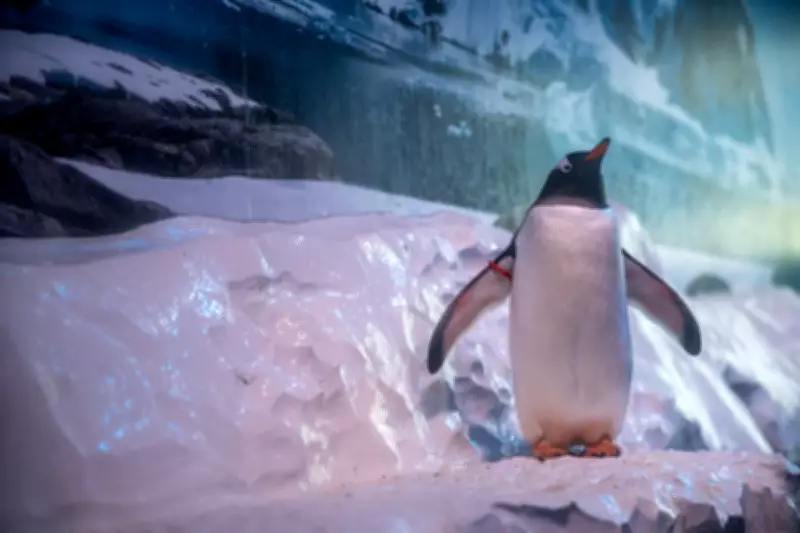 London Aquarium Vows Change for Indoor Penguins After Public Campaign