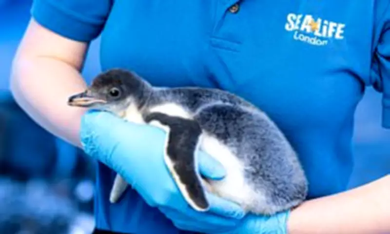 London Aquarium's 15 Gentoo Penguins Face Potential Relocation After Public Campaign