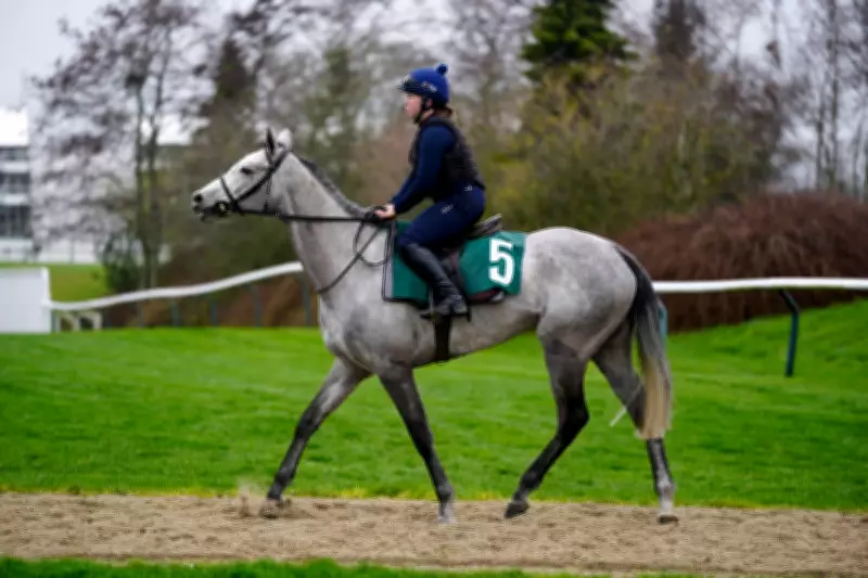 Lossiemouth and Fact To File Stir Cheltenham Festival with Surprising Declarations