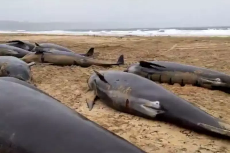 Loyalty Led to Tragedy: 55 Whales Stranded in Scotland After Following Distressed Female