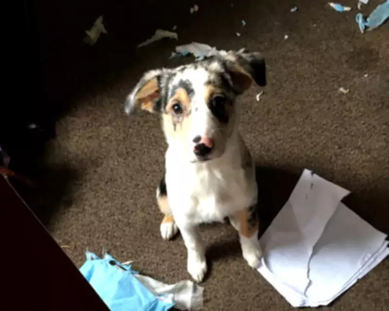 Luke the Blind Australian Shepherd: A Dog's Unconditional Love Saves Owner