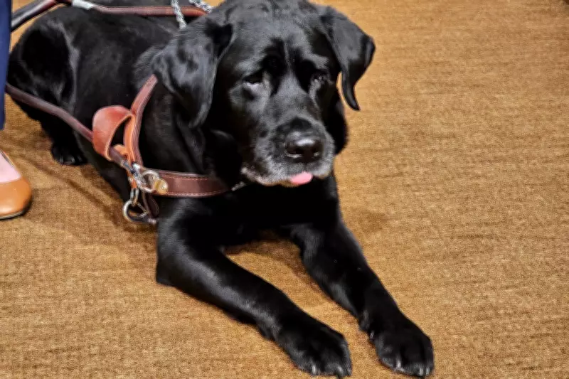 Lyft Settles Nationwide Service Animal Case Sparked by Guide Dog Alfred