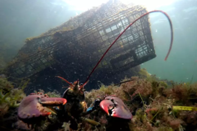 Maine's Lobster Haul Declines for Fourth Year Amid Overfishing Warnings