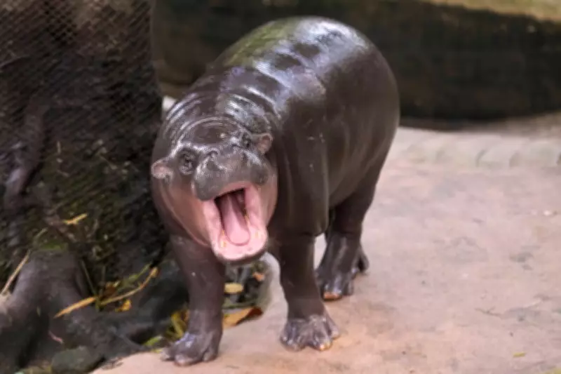 Man Arrested After Climbing Into Viral Pygmy Hippo Moo Deng's Zoo Enclosure