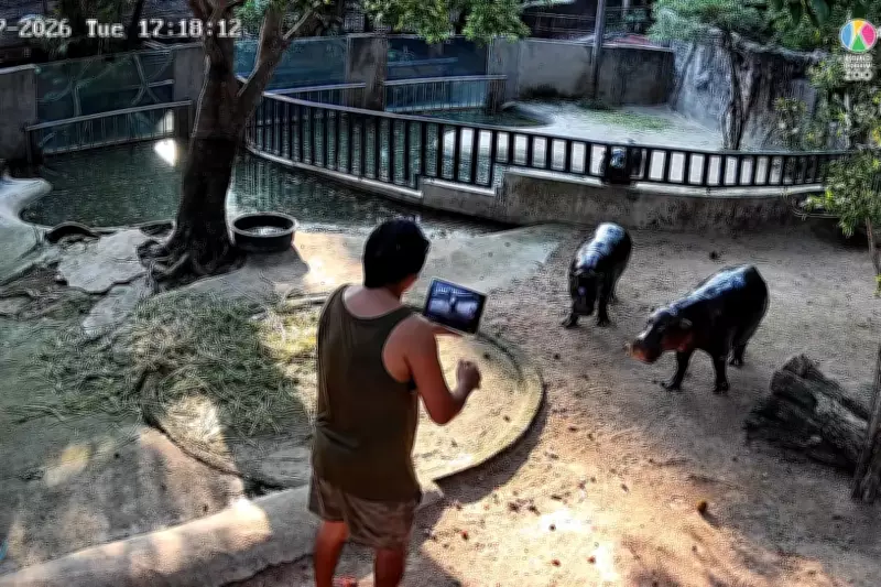 Man Arrested for Trespassing in Pygmy Hippo Moo Deng's Zoo Enclosure in Thailand