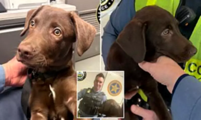 Man Faces Animal Cruelty Charges After Abandoning Puppy at Pittsburgh Airport