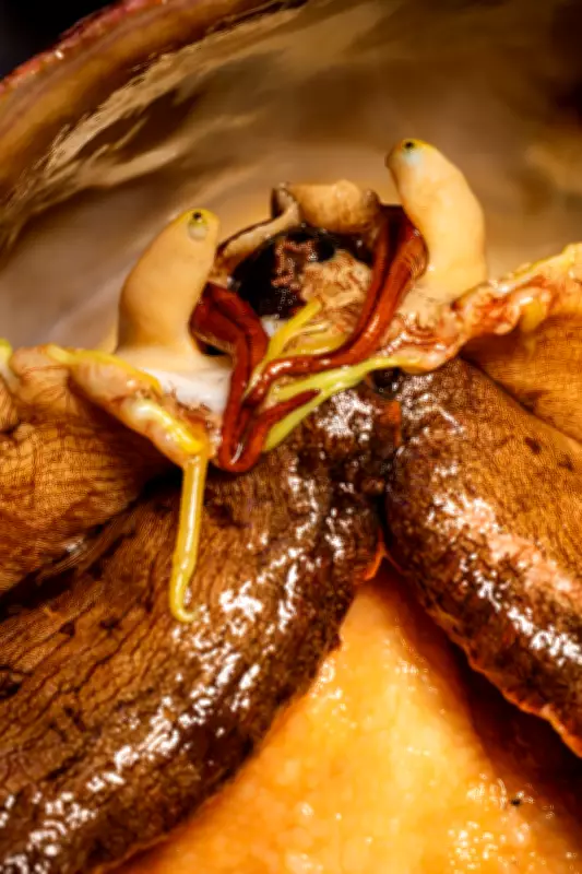 Marine Lab's Breeding Program Revives Endangered White Abalone from Brink