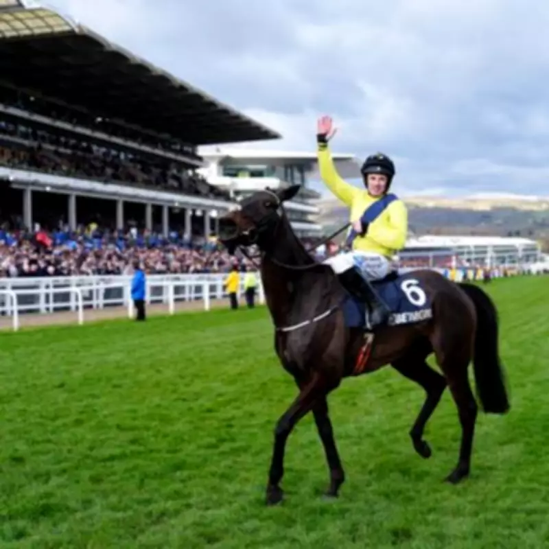 Marine Nationale Withdrawn from Cheltenham 2026 Champion Chase Due to Neck Injury