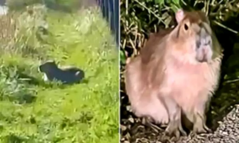 Marwell Zoo's Escaped Capybara Samba Still at Large After Six Days