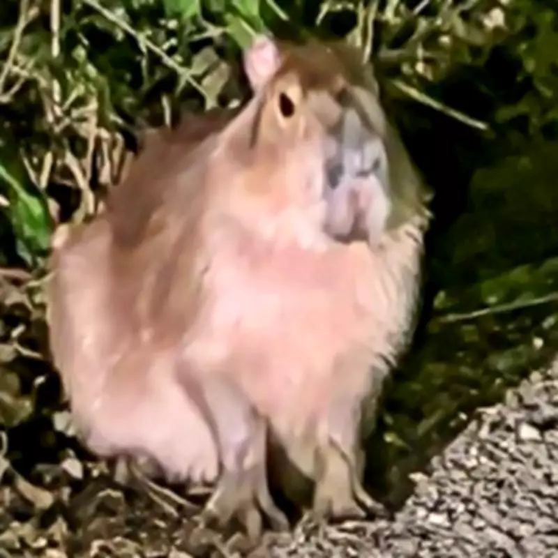 Massive Search Continues for Escaped Capybara from Marwell Zoo