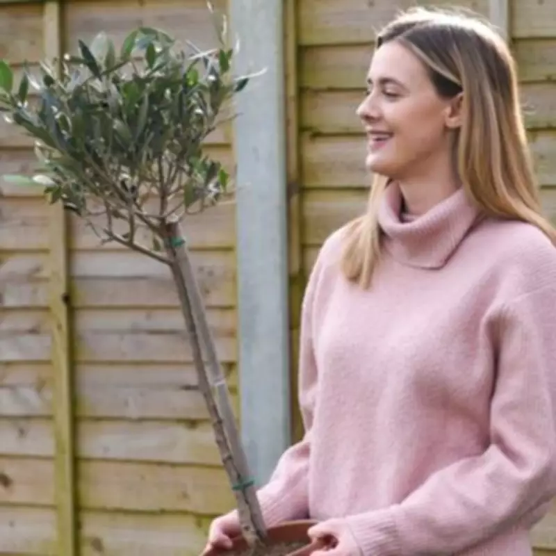 Mediterranean Olive Tree Sale: £20 Off Cheaper Than Amazon Price