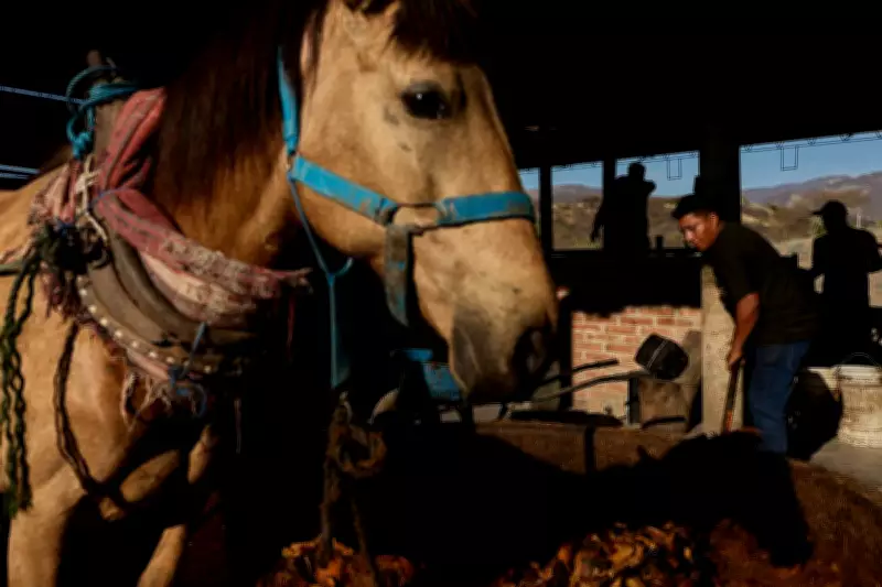Mezcal Boom and Baseball Triumph: Top Photos from Latin America