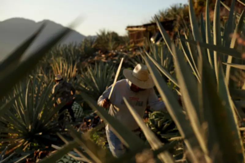 Mezcal's US Boom Drives Environmental Crisis in Mexico's Oaxaca Region