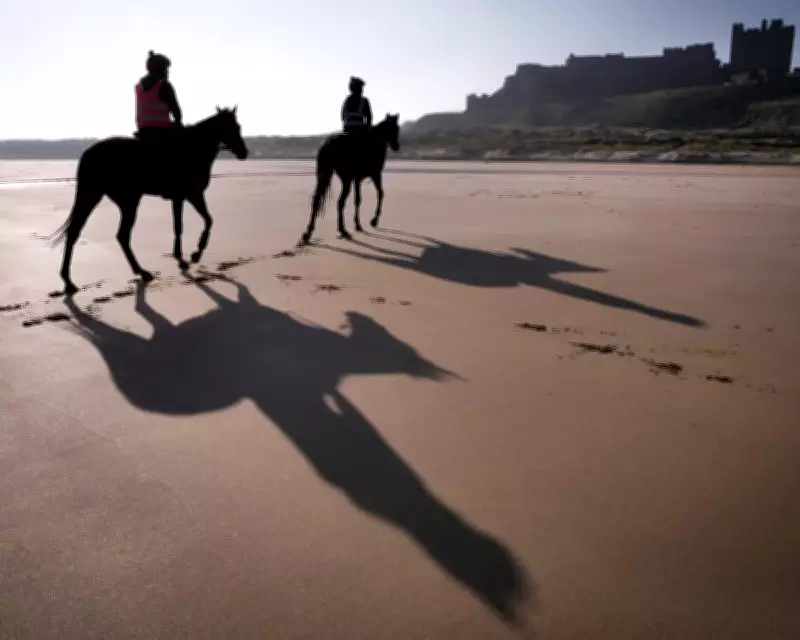Minella Study's Adam Nicol Reveals Cheltenham Festival Horse Racing Insights