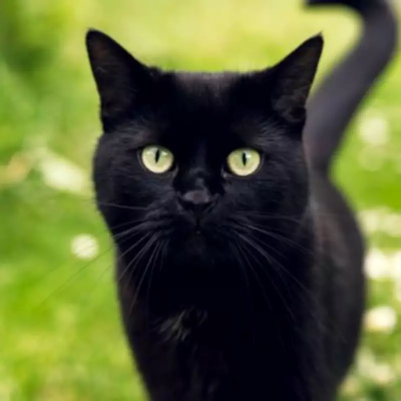 Missing Cat Returns After Seven Years, But Reunion Is Bittersweet