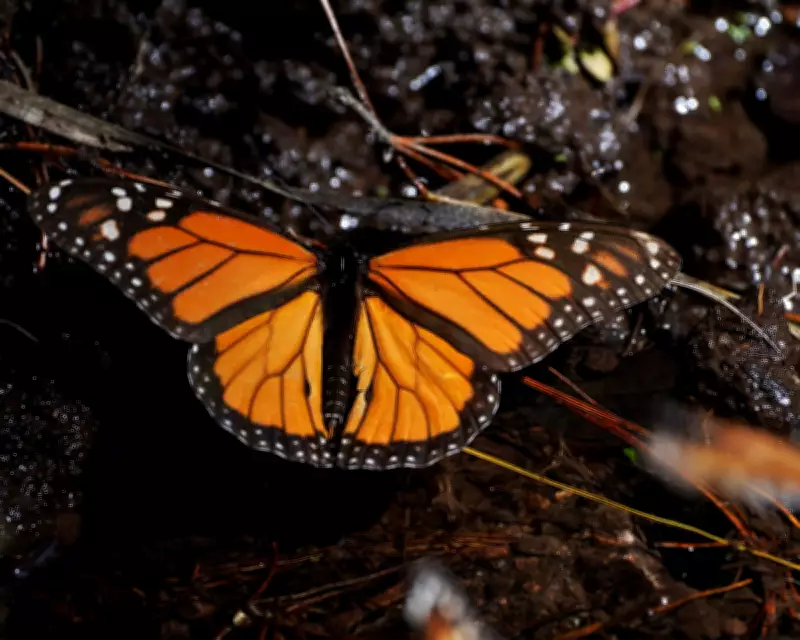 Monarch Butterfly Population Surges 64% in Mexico, Offering Conservation Hope