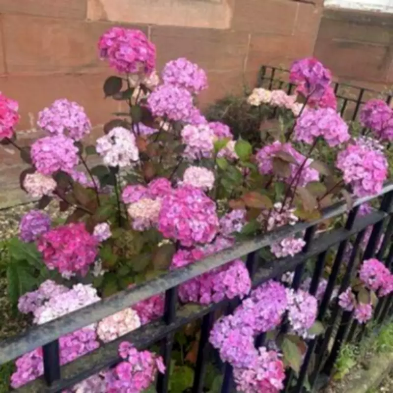 Monty Don and Alan Titchmarsh Reveal March Hydrangea Secret for Bigger Blooms