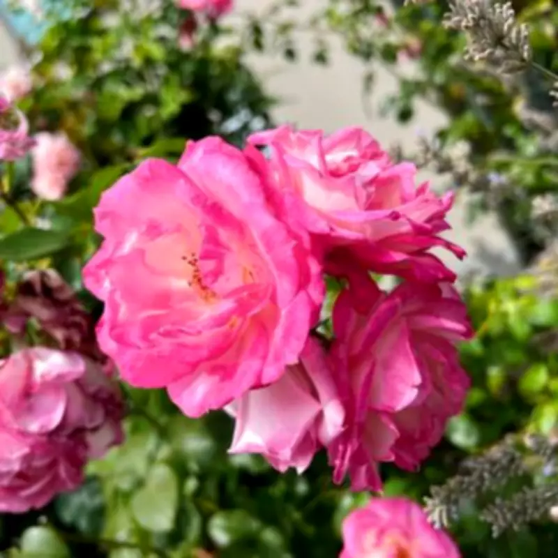 Monty Don's Essential March Pruning Guide for Roses and Five Key Plants