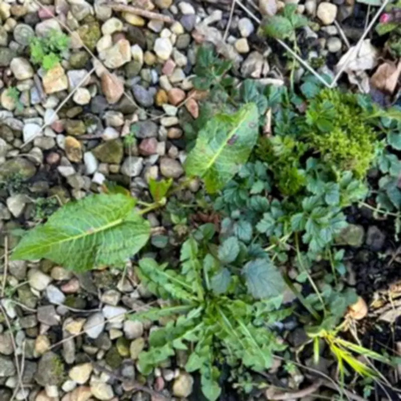 Monty Don's Four-Word Weeding Wisdom Transforms Garden Maintenance