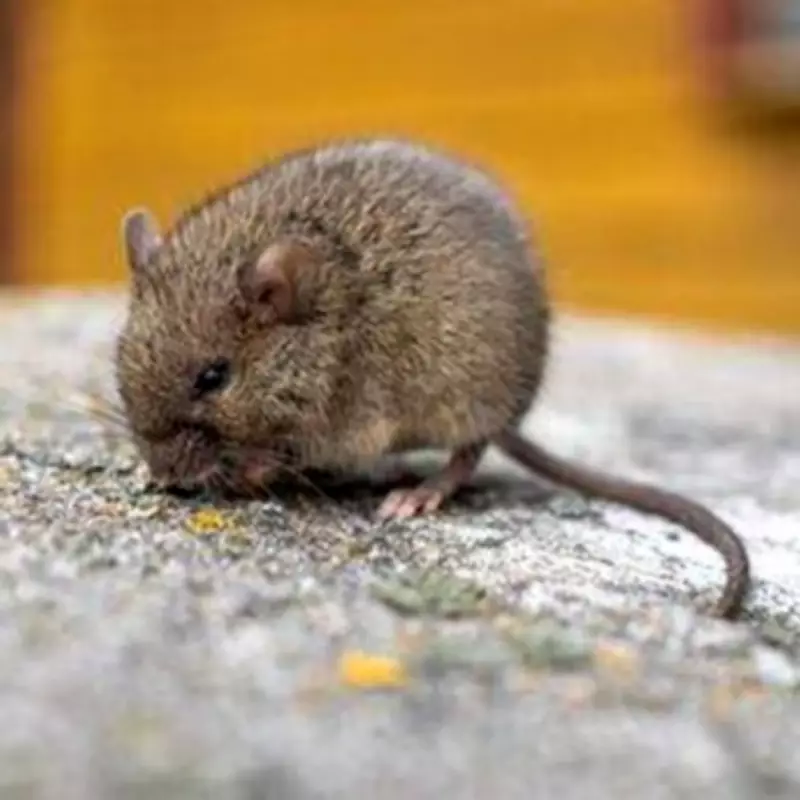 Mouse Contamination Fears Prompt Major Breakfast Food Recall Expansion