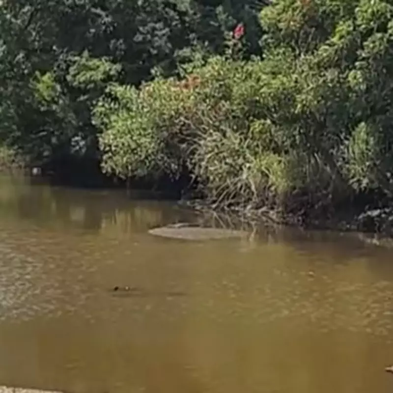 Mum's Crocodile 'Log' Mistake Leads to Family's Narrow Escape in Australia