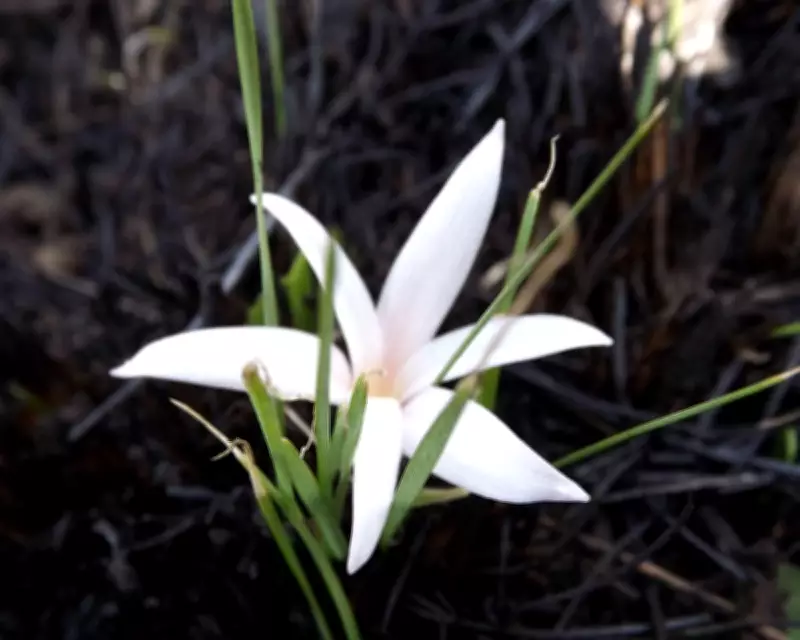 Natal Crocus: The Fire-Dependent Flower That Deceives Ants to Survive