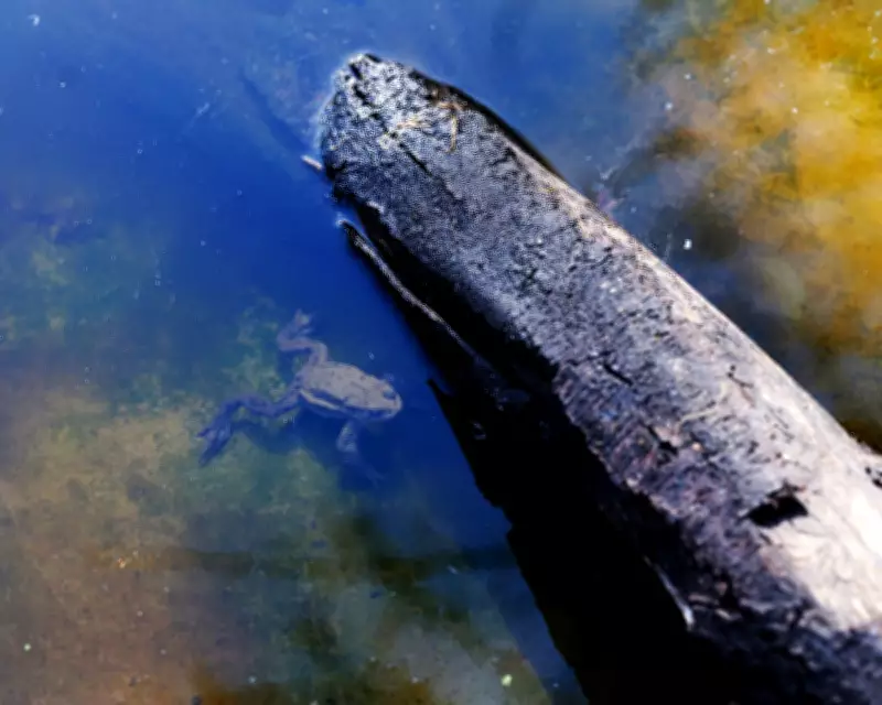 Nature Prescriptions Outperform NHS Therapies in London Mental Health Project