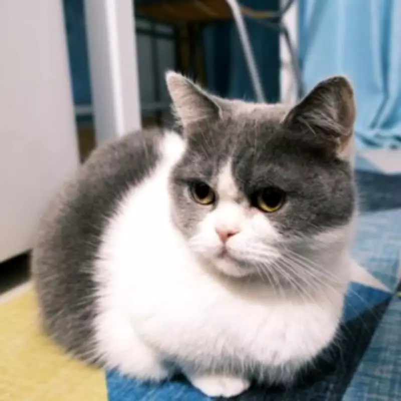 Neighbour's Moving Note to Cat Reveals Feline's Secret Daily Life