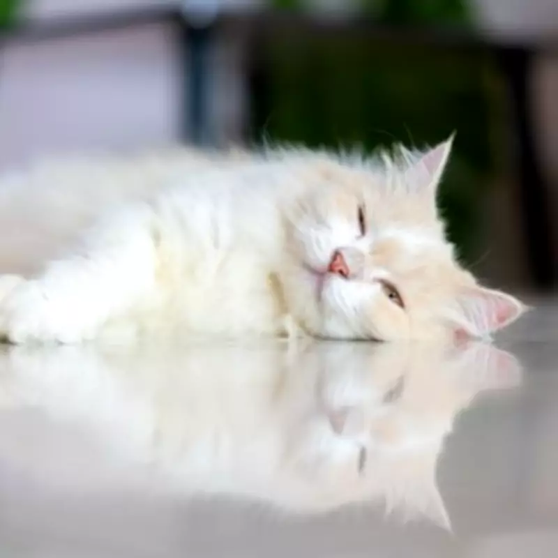 New Cat Owner's Sleep Disturbed by Feline's Pillow Obsession