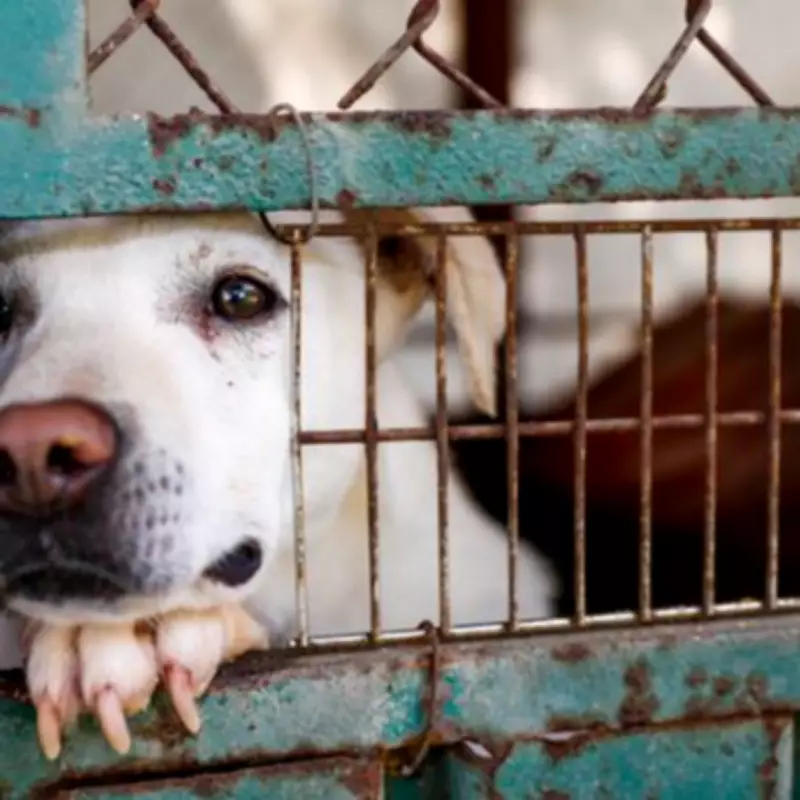 New Dog Seizure Powers and Unlimited Fines for Livestock Worrying