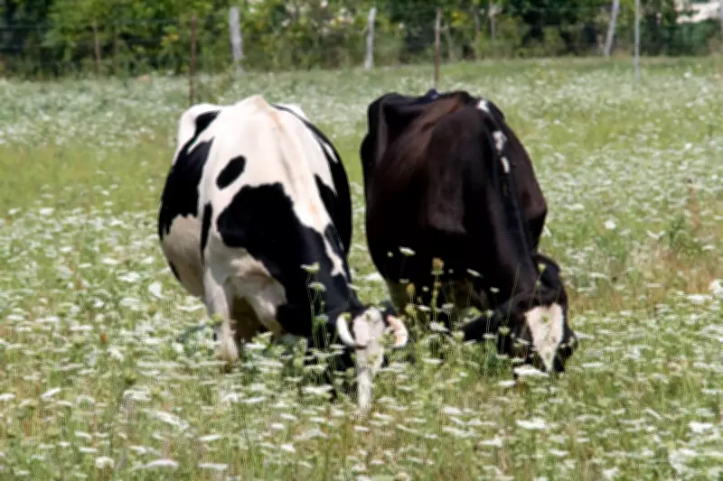 New Law Imposes Unlimited Fines for Dog Attacks on Farm Animals