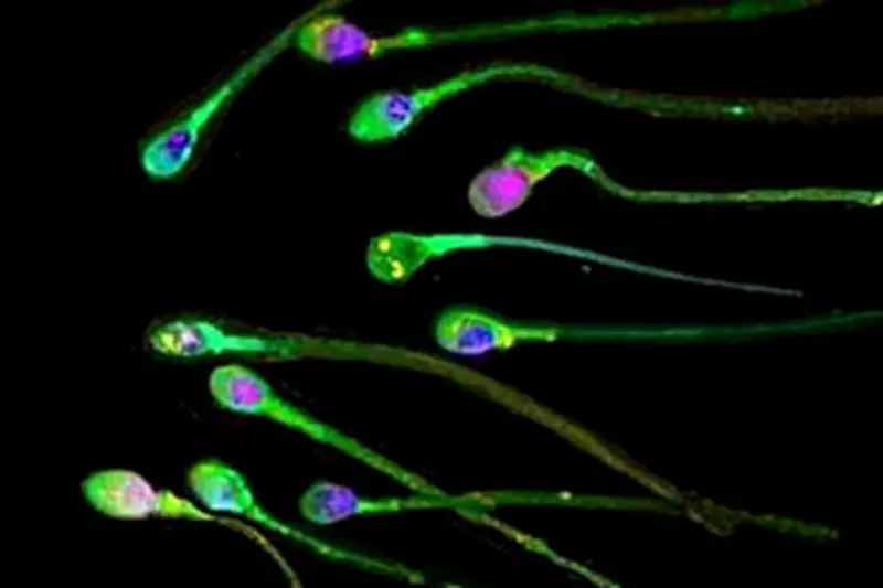 New Research Reveals Sperm Has a Use-By Date: Abstinence Harms Male Fertility