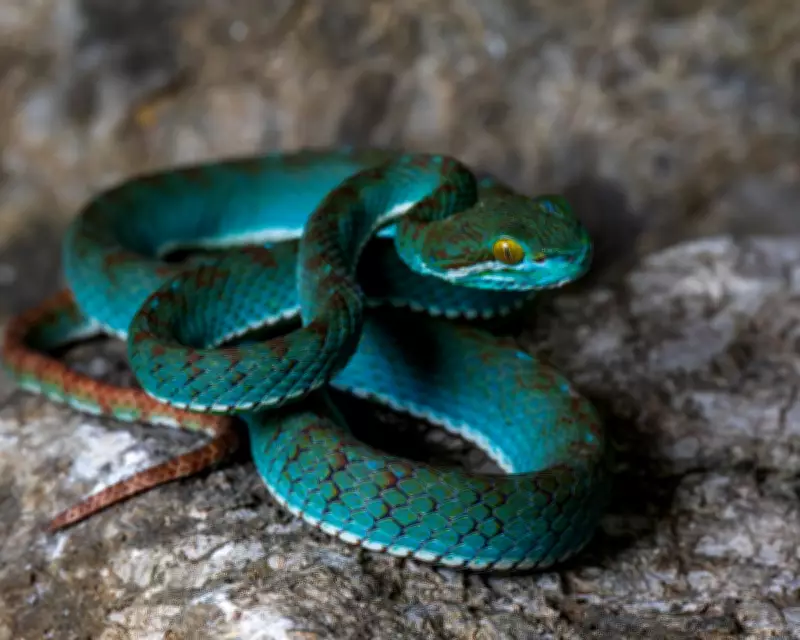 New Species Discovered in Cambodia's Limestone Caves: A Biodiversity Breakthrough