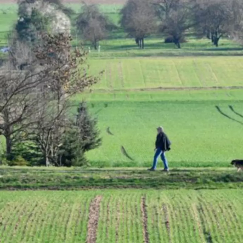 New UK Pet Laws: Dog Walkers Face Unlimited Fines, Primate Owners Require Licences