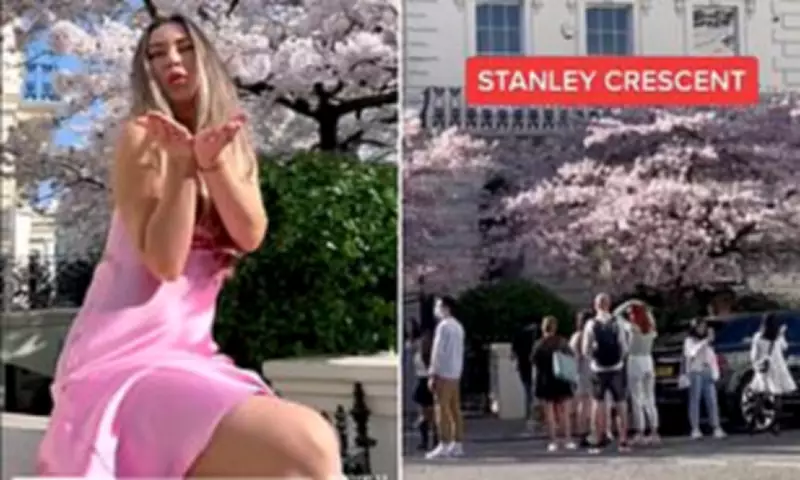 Notting Hill Cherry Blossom Chaos: Influencers Swarm Residential Streets